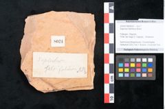 Foto (Objekt + Etikett) von Sapindus falcifolius Braun (NHMW-GEO-2024-0188-8024)